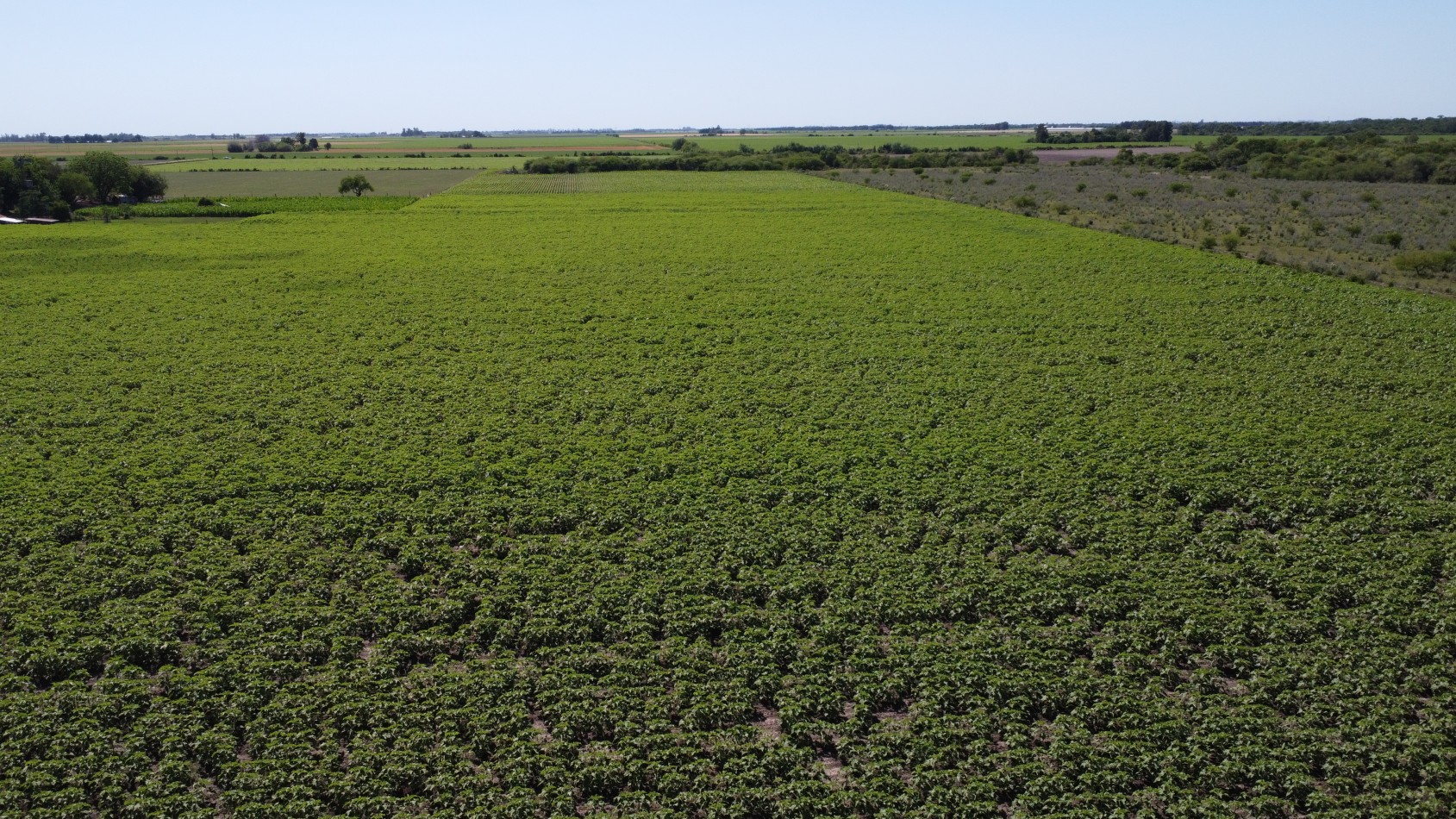  Campo en venta en Avellaneda, Santa Fe: 16,7 hectareas agricolas.