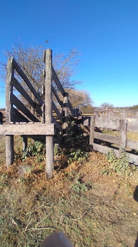 Campo en venta: 800hectareas armadas.