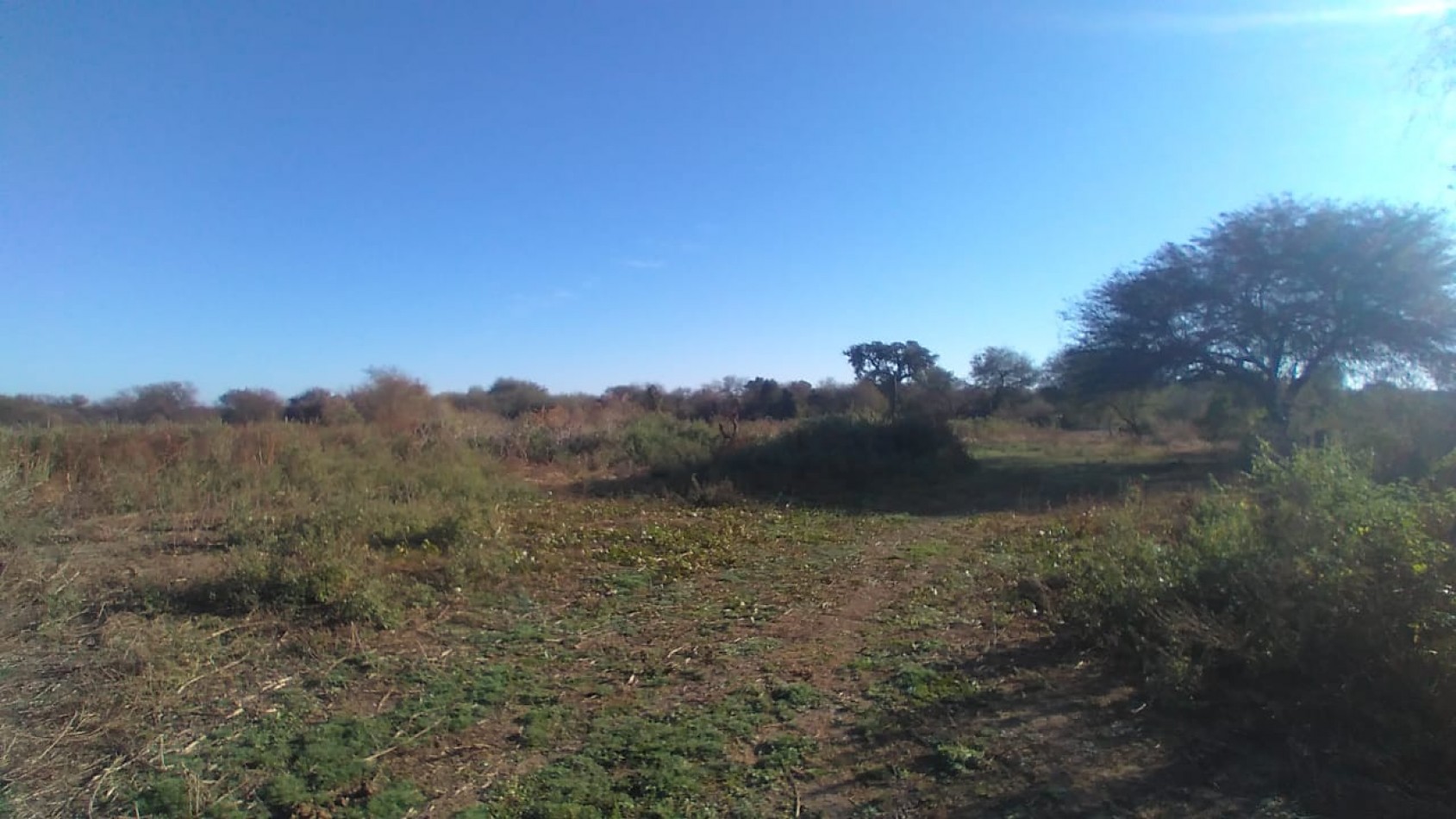 Campo en venta: 800hectareas armadas.