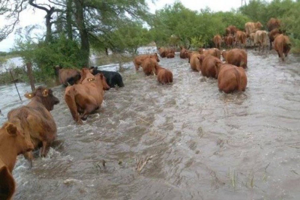 Emergencia hídrica en el Norte: El impacto real de los 400mm en la estructura del campo