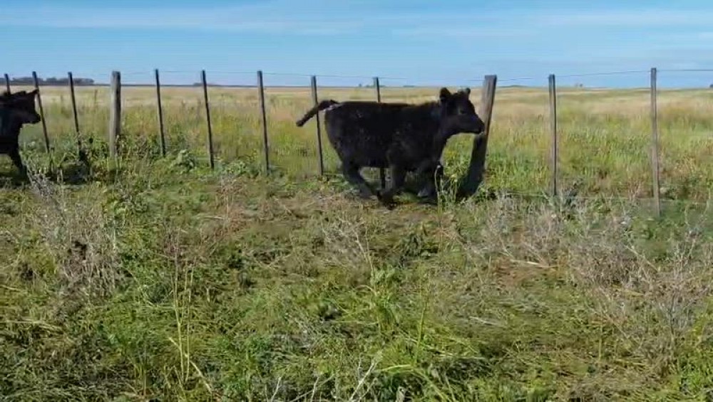  Campos ganaderos en Argentina:  te contamos por qué podrían ser la inversión rural más sólida de los próximos años