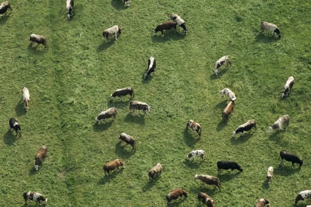 Drones en ganadería: cómo la tecnología cambia la forma de mostrar y gestionar el campo