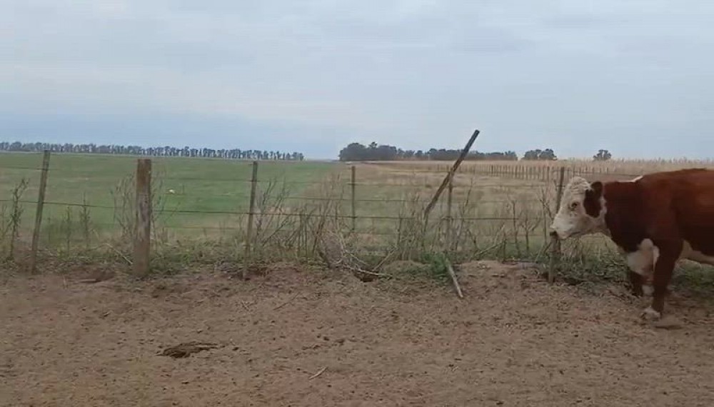InCAIR mayo 2026: el mercado inmobiliario rural marcó su valor más alto de los últimos meses