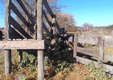 Campo en venta: 800hectareas armadas.