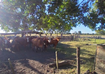 Campo en venta en La Sarita, norte de Santa Fe 