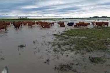 Emergencia en el Norte: El rescate de 700.000 cabezas y el drama de un récord hídrico