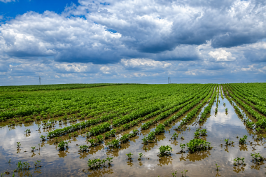 La cosecha contra las cuerdas: Entre el grano que brota y el sol que no aparece