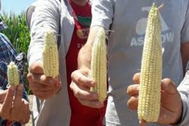 Chicharrita del maíz: Qué está pasando en Villa Ocampo, Reconquista, Calchaquí y San Javier