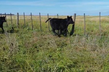  Campos ganaderos en Argentina:  te contamos por qué podrían ser la inversión rural más sólida de los próximos años