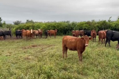 Precios de tierras en Argentina: por qué los campos baratos son cada vez más difíciles de encontrar