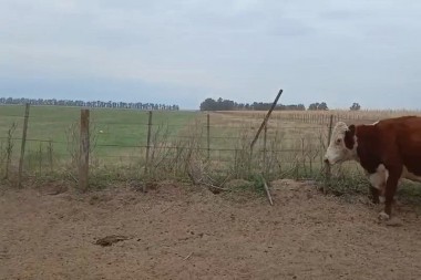 InCAIR mayo 2026: el mercado inmobiliario rural marcó su valor más alto de los últimos meses