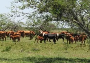 Campo en Venta en Colonia Duran — 86 Hectareas de Monte