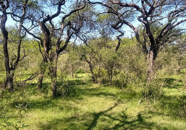Campo de 45 hectareas en venta en Nicanor Molina, norte de Santa Fe